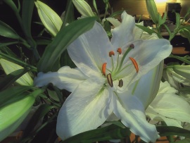 Dell Streak: Mini-Tablet-PC oder Monster-Smartphone? - 
Fotokameras - 2