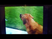 LG P920 Optimus 3D - das Raumwunder - 
Kamera II - 2