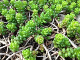 iPhone 4S Makro Modus