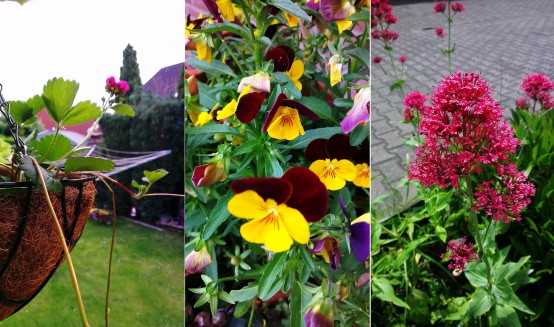 HTC Onxe X - Aufgenommen von Mathias